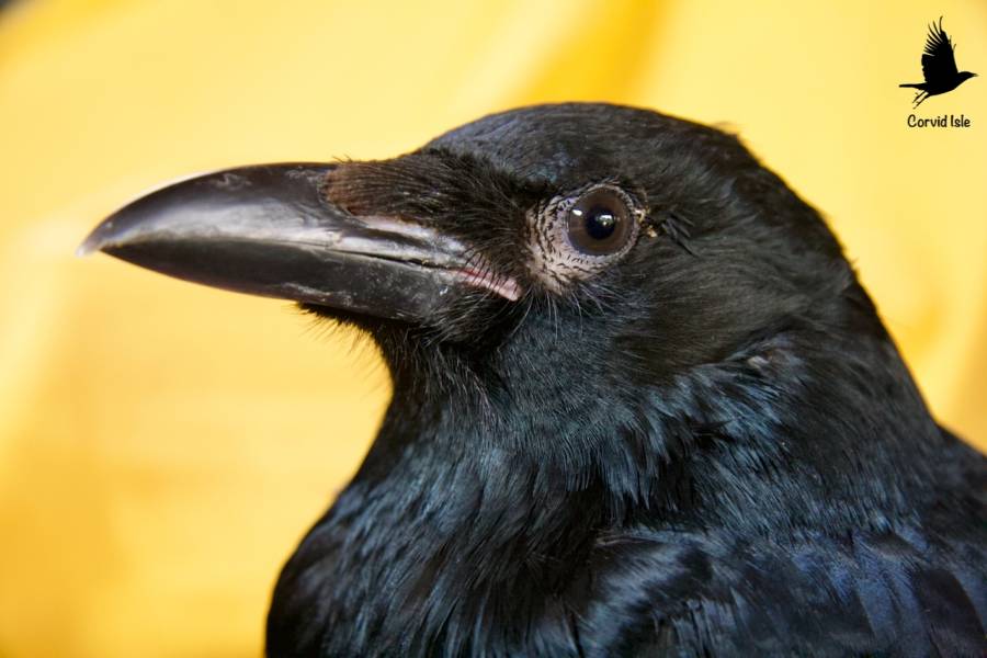 Carrion Crow Pan Tau Carrion Crow Pan Tau