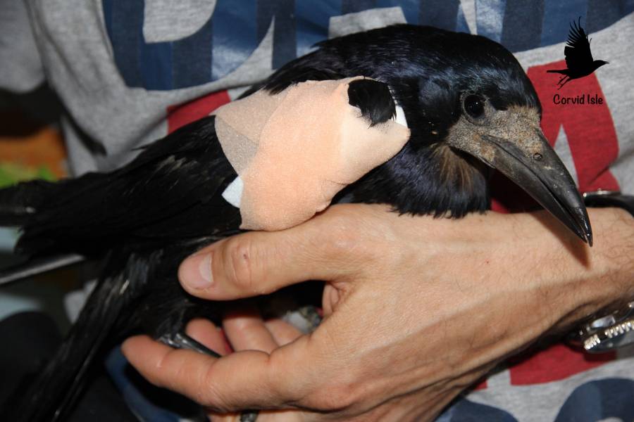 Injured Adult Rook Injured Adult Rook