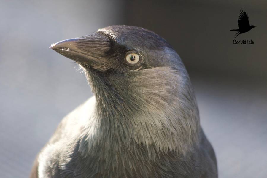 Jackdaw Puck Jackdaw Puck