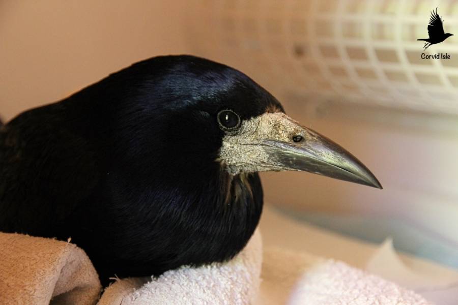Rook Brambles Rook Brambles