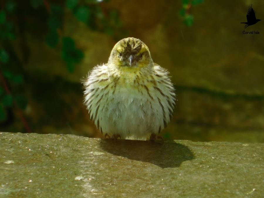 Juvenile Siskin Juvenile Siskin