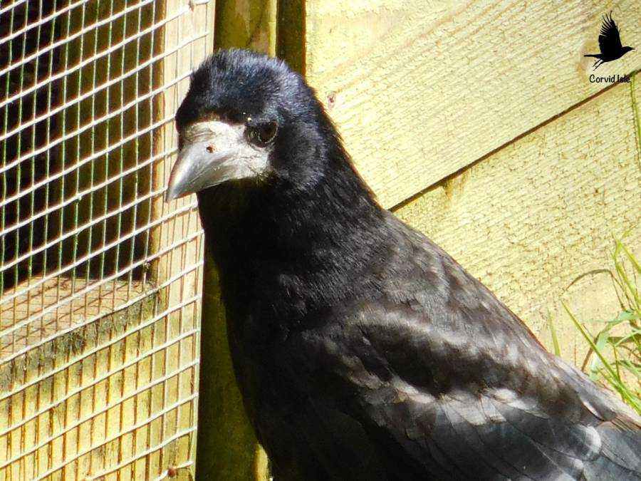 Visiting Wild Rook Visiting Wild Rook