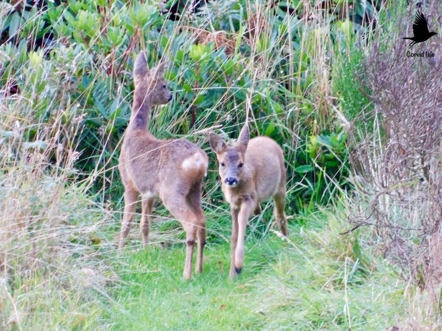 Roe Deers Roe Deers