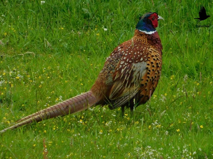 Pheasant Salvatore Pheasant Salvatore