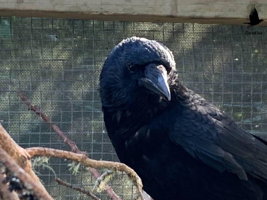 carrion_crow_colin.jpeg carrion_crow_colin.jpeg