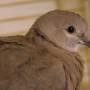 collared_dove.jpeg
