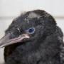 carrion_crow_amor.jpeg