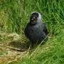 adult_jackdaw.jpg