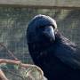 carrion_crow_colin.jpeg