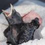 jackdaw_nestling.jpeg