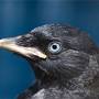 juvenile_jackdaw.jpeg
