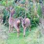 roe_deers_02.jpeg