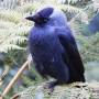 adult_jackdaw.jpeg