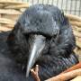 carrion_crow_colin_02.jpeg