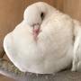feral_pigeon_bianca.jpeg
