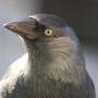 jackdaw_puck.jpeg