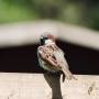 house_sparrow.jpeg