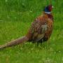 pheasant_01.jpeg