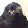 crow_fledgling.jpeg