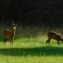 roe_deer.jpeg