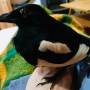 magpie_chiara.jpeg