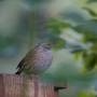 dunnock.jpeg