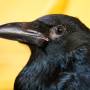 carrion_crow_pan_tau.jpeg