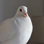 pigeon_bianca_02.jpeg