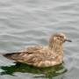 great_skua.jpeg