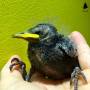 starling_nestling.jpeg