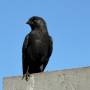 jackdaw_on_roof.jpeg
