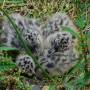common_gull_nestlings.jpeg