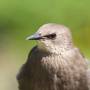 starling.jpeg